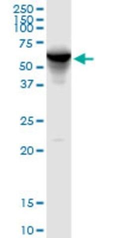 Anti-FKBP4 antibody produced in rabbit