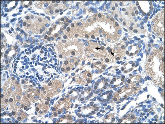 Anti-FKBP6 antibody produced in rabbit