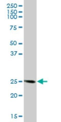 Anti-FKBP14 antibody produced in mouse