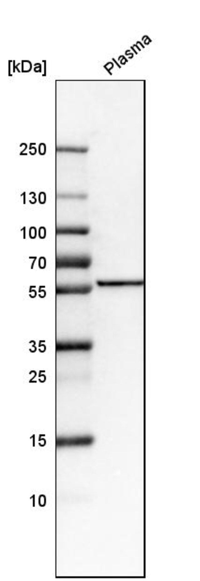 Anti-FKRP antibody produced in rabbit