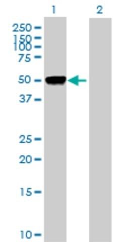 Anti-FIGF antibody produced in rabbit