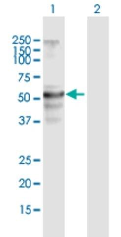 Anti-FLJ39501 antibody produced in mouse