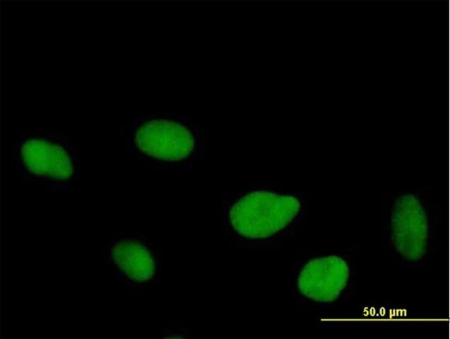 Anti-FLJ10826 antibody produced in mouse