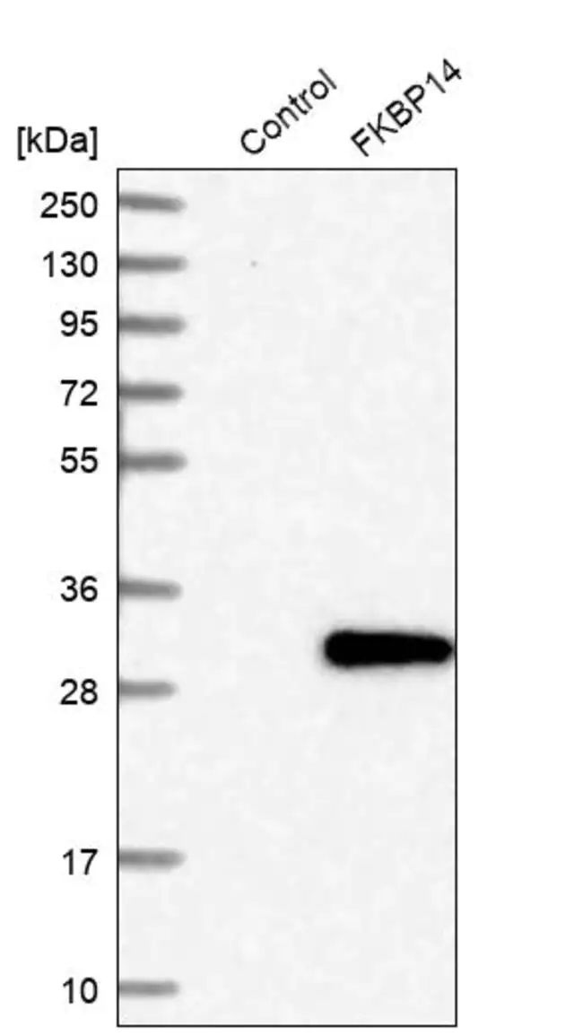 Anti-FKBP14 antibody produced in rabbit