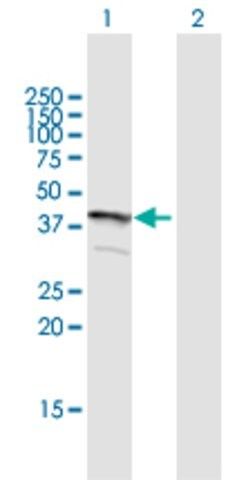 Anti-FLJ22167 antibody produced in mouse