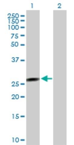 Anti-FLJ37201 antibody produced in mouse