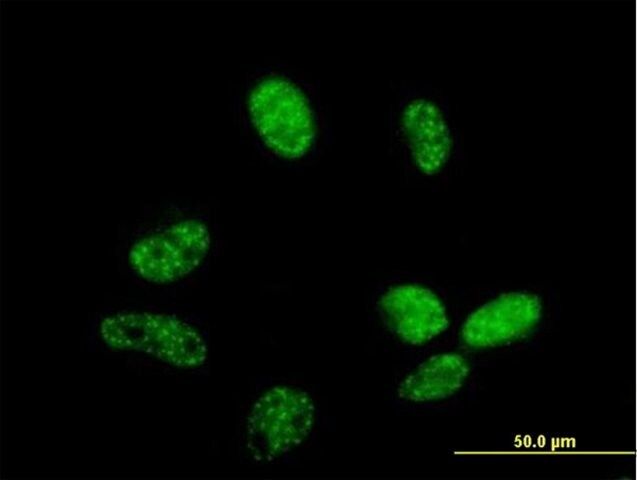 Anti-FLJ11806 antibody produced in mouse