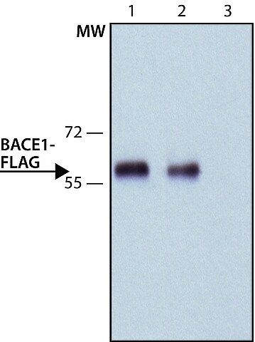 ANTI-FLAG<sup>®</sup> antibody, Rat monoclonal