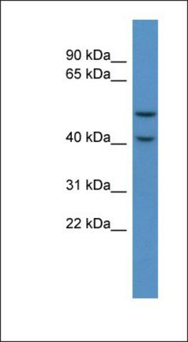 Anti-FKRP antibody produced in rabbit