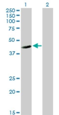 Anti-FLJ10986 antibody produced in mouse