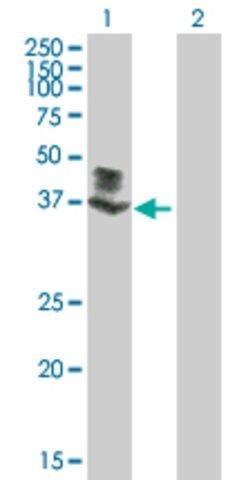 Anti-FLJ23356 antibody produced in mouse