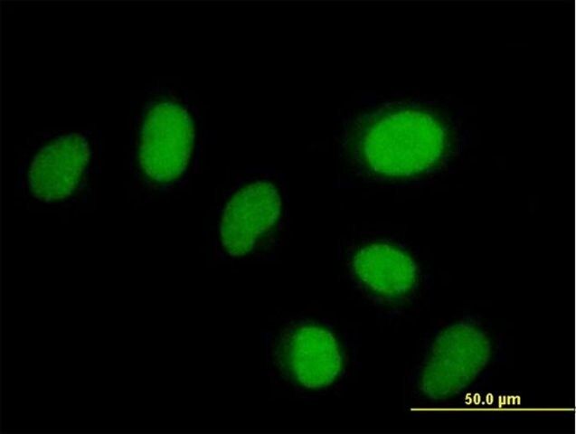 Anti-FLJ38451 antibody produced in mouse