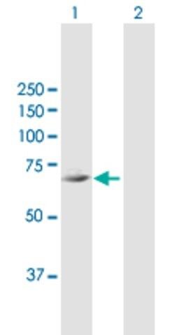 Anti-FLJ21963 antibody produced in mouse