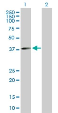 Anti-FLJ10357 antibody produced in mouse