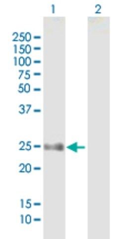 Anti-FLJ14154 antibody produced in mouse