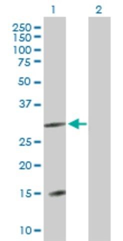 Anti-FLJ13236 antibody produced in mouse