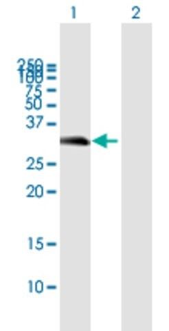 Anti-FLJ13154 antibody produced in mouse