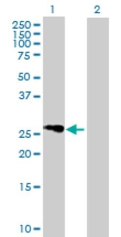 Anti-FLJ25006 antibody produced in mouse