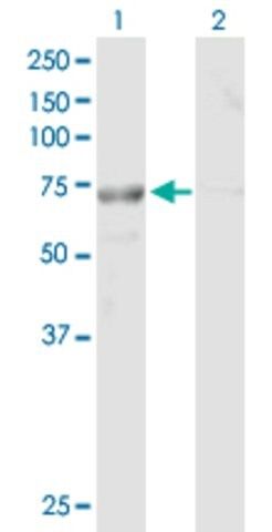 Anti-FLJ30990 antibody produced in mouse