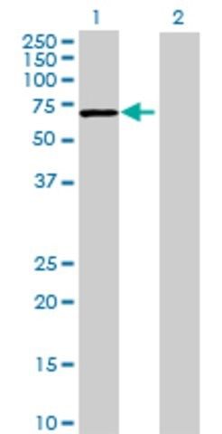 Anti-FLJ31438 antibody produced in mouse