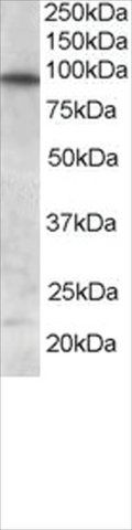 Anti-FOXO3A/FKHRL1 antibody produced in goat