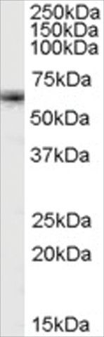 Anti-FOXO4/MLLT7 antibody produced in goat