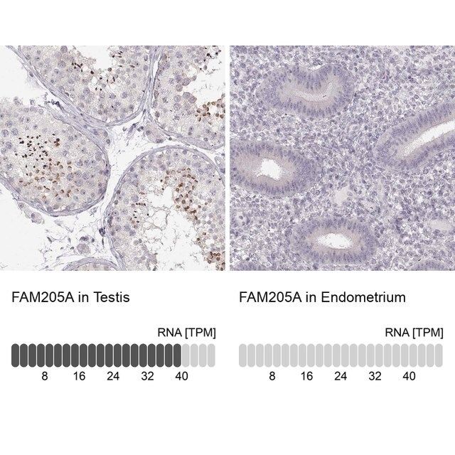 Anti-FAM205A antibody produced in rabbit