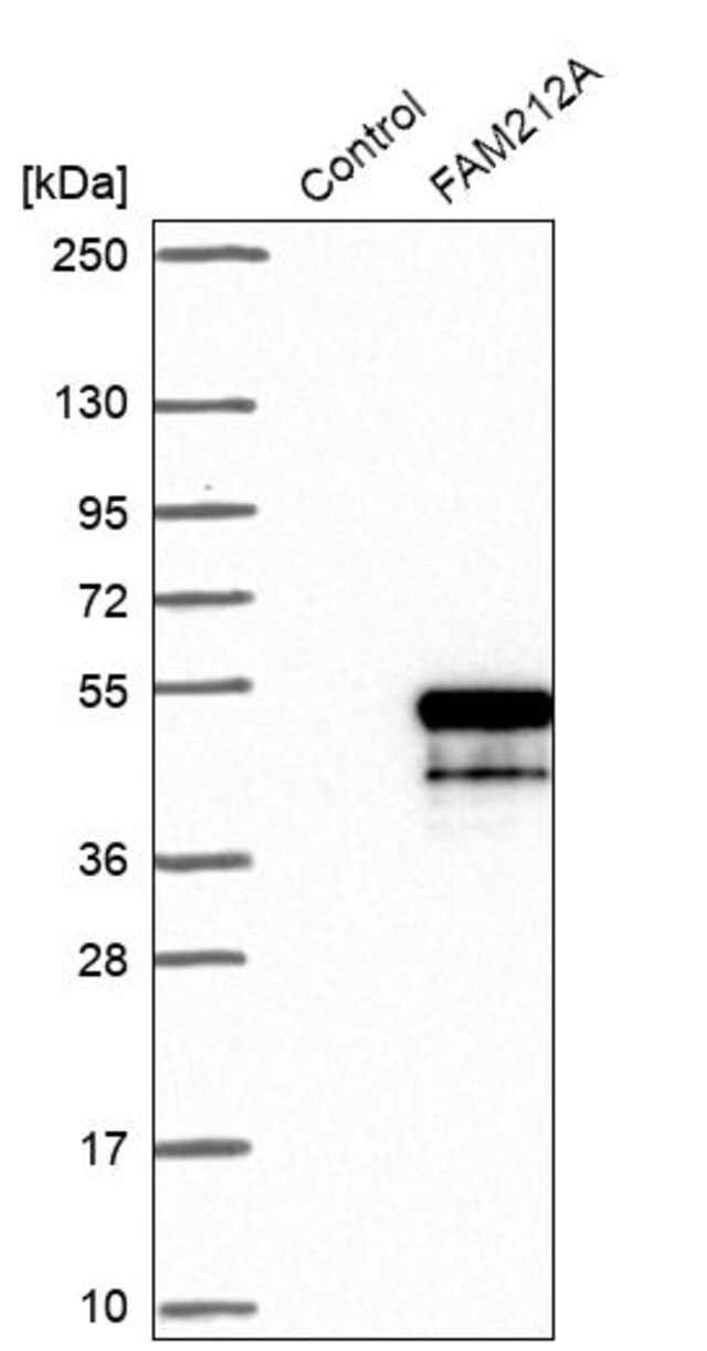 Anti-FAM212A antibody produced in rabbit