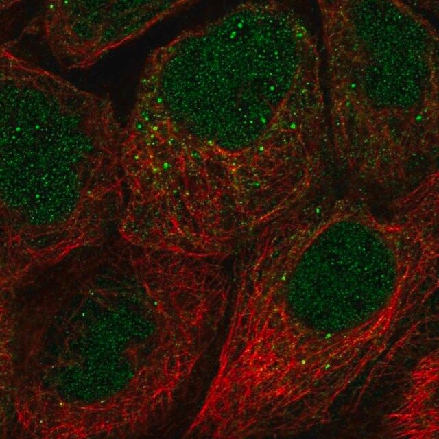 Anti-FAM110A antibody produced in rabbit