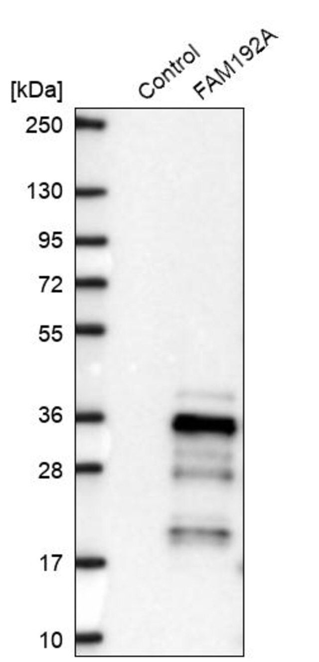 Anti-FAM192A antibody produced in rabbit