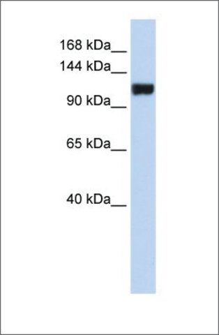 Anti-FAM120A antibody produced in rabbit