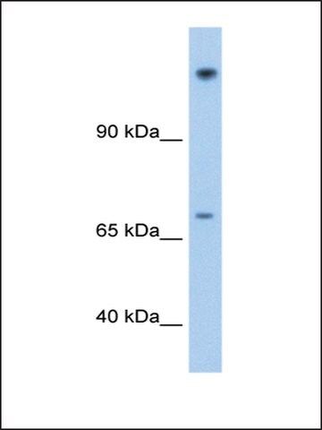 Anti-FAM129A antibody produced in rabbit