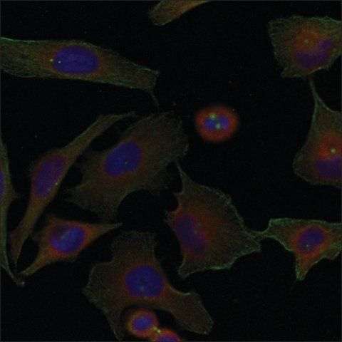 Anti-FAM129A antibody produced in rabbit