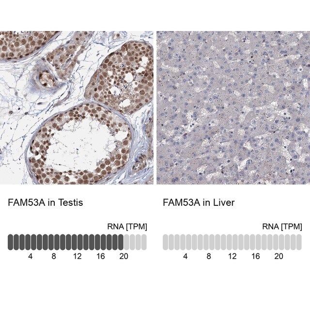 Anti-FAM53A antibody produced in rabbit