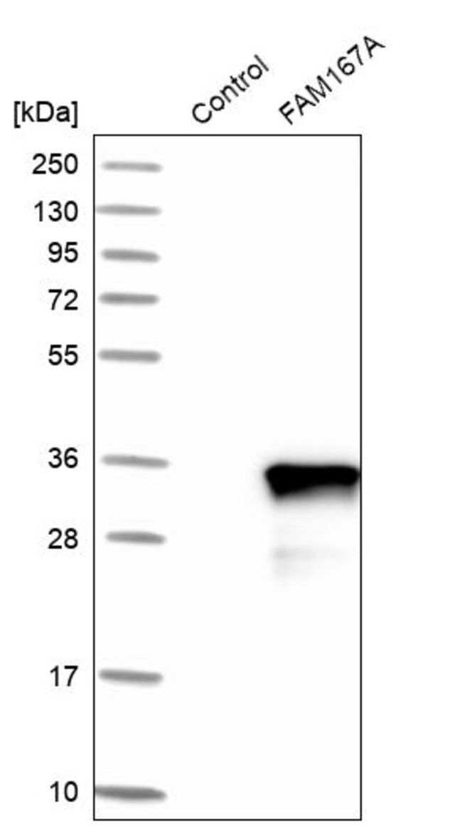 Anti-FAM167A antibody produced in rabbit