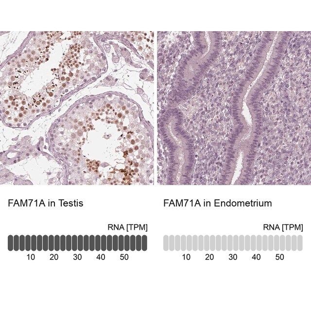 Anti-FAM71A antibody produced in rabbit