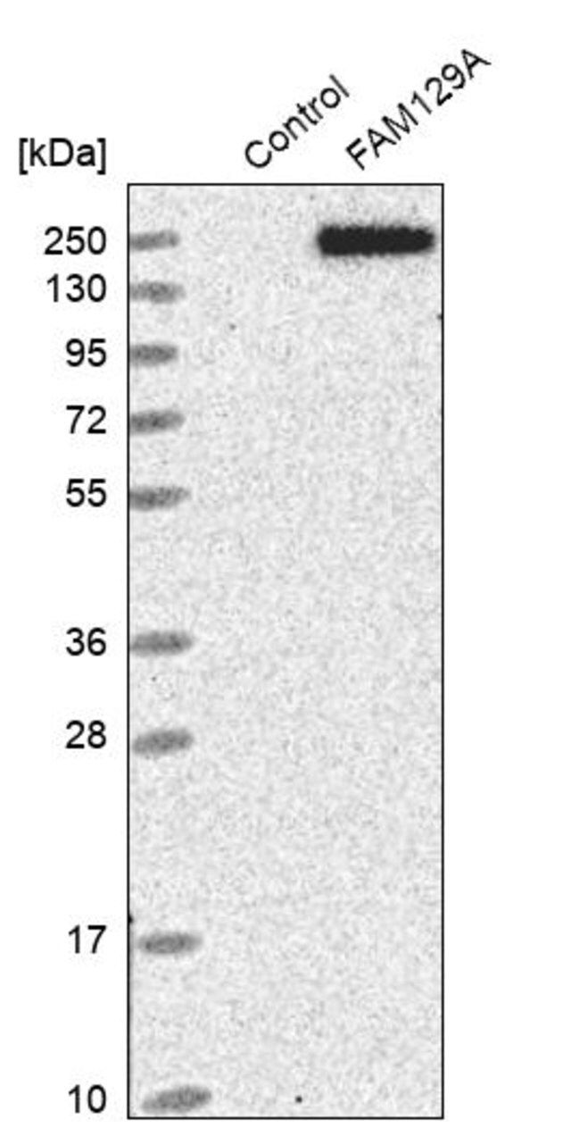 Anti-FAM129A antibody produced in rabbit