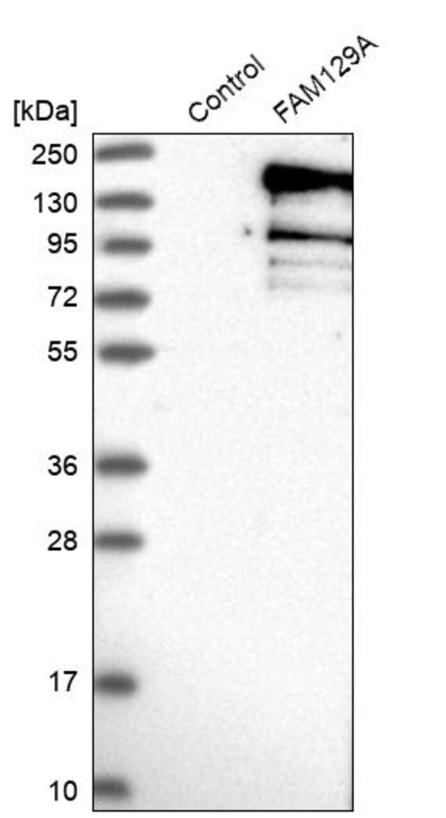 Anti-FAM129A antibody produced in rabbit