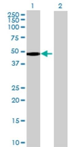 Anti-FAM80A, (N-terminal) antibody produced in mouse