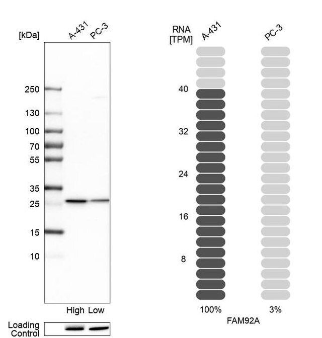 Anti-FAM92A antibody produced in rabbit