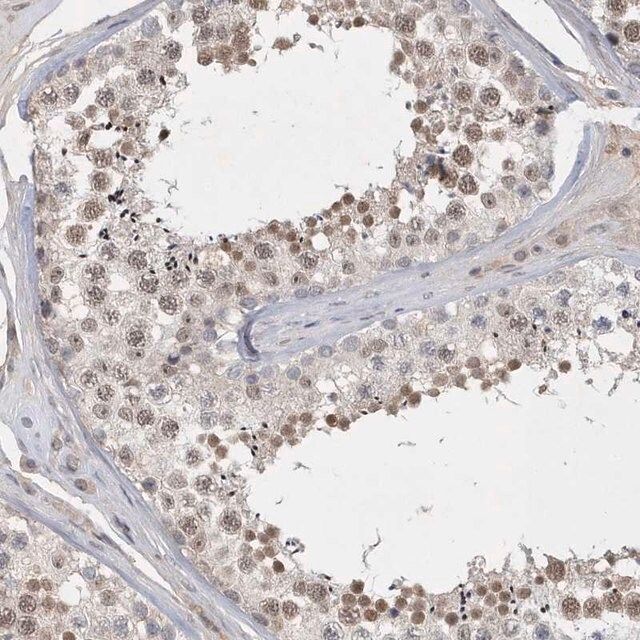 Anti-FAM217A antibody produced in rabbit