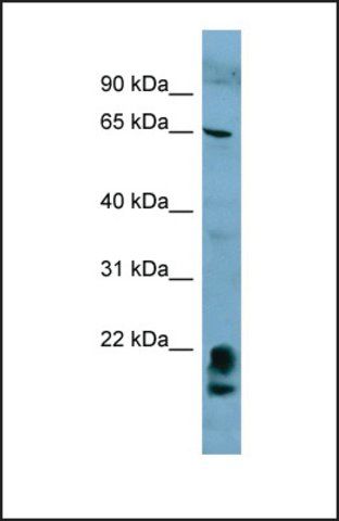 Anti-FAM134A, (N-terminal) antibody produced in rabbit