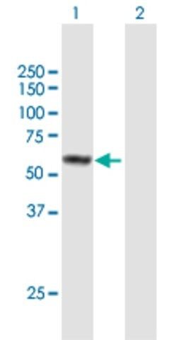 Anti-FAM90A1 antibody produced in mouse