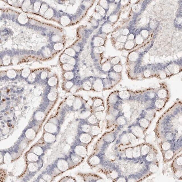 Anti-FAM185A antibody produced in rabbit