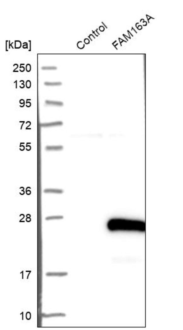 Anti-FAM163A antibody produced in rabbit