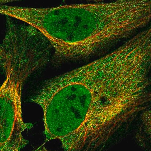 Anti-FBXO38 antibody produced in rabbit