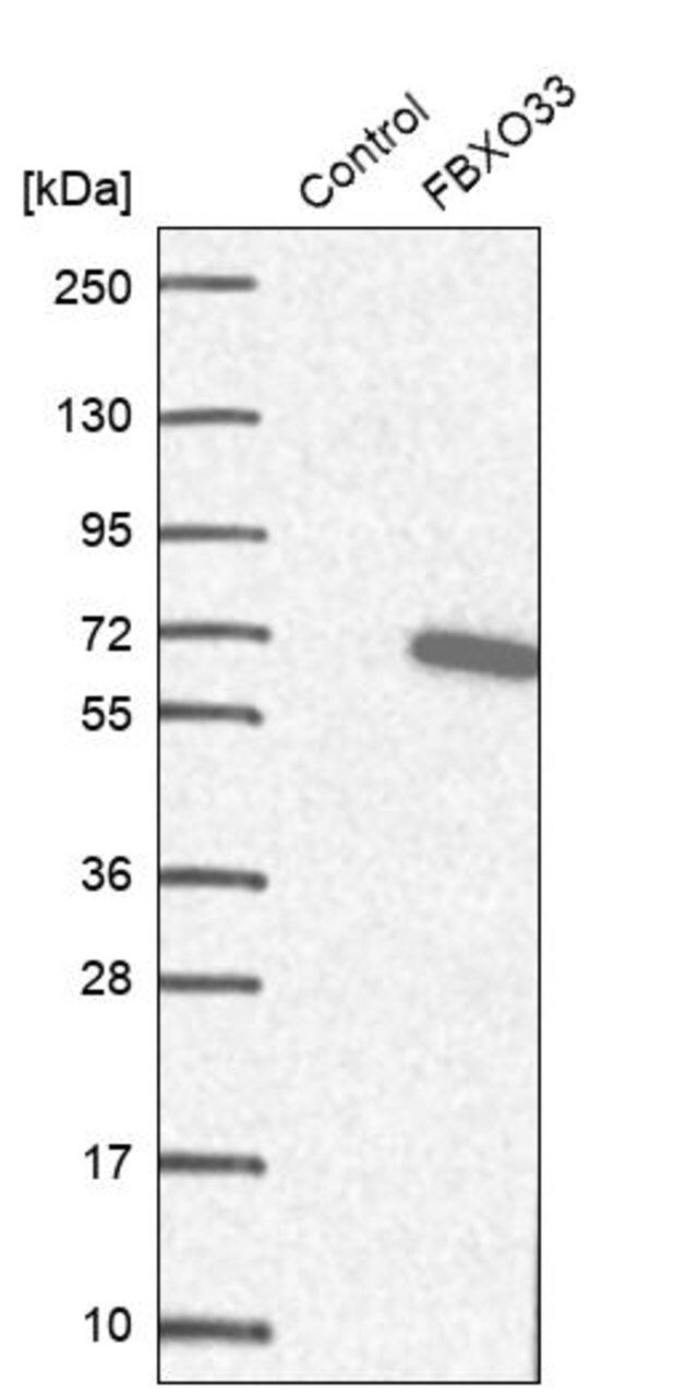 Anti-FBXO33 antibody produced in rabbit