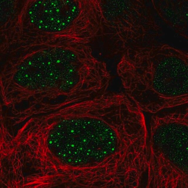 Anti-FBXO48 antibody produced in rabbit