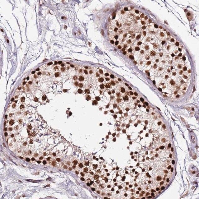 Anti-FCF1 antibody produced in rabbit