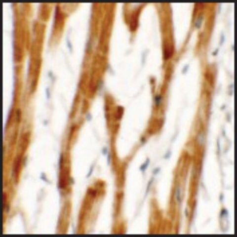 Anti-FCHO2 antibody produced in rabbit